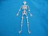 Dangling Skeleton Pin